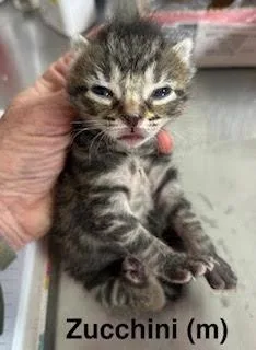 A baby medium-sized male Domestic Short Hair cat named Zucchini for adoption in Saugerties, NY