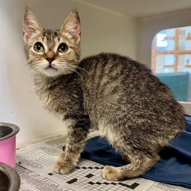 A baby small-sized female Domestic Short Hair cat named Catherine for adoption in Riverside, CA