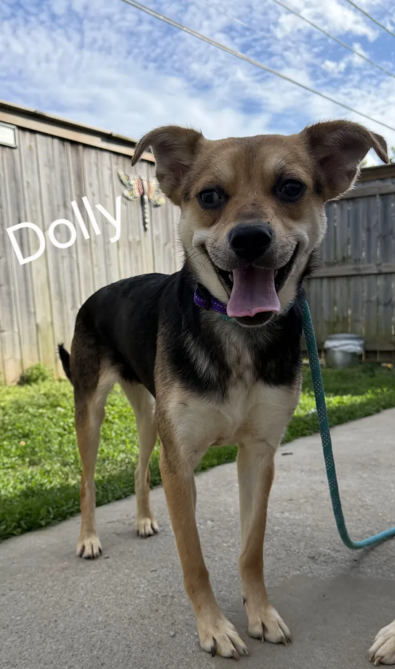 Dolly