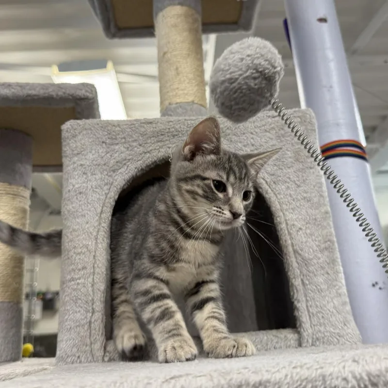 Oliver thumbnail 4