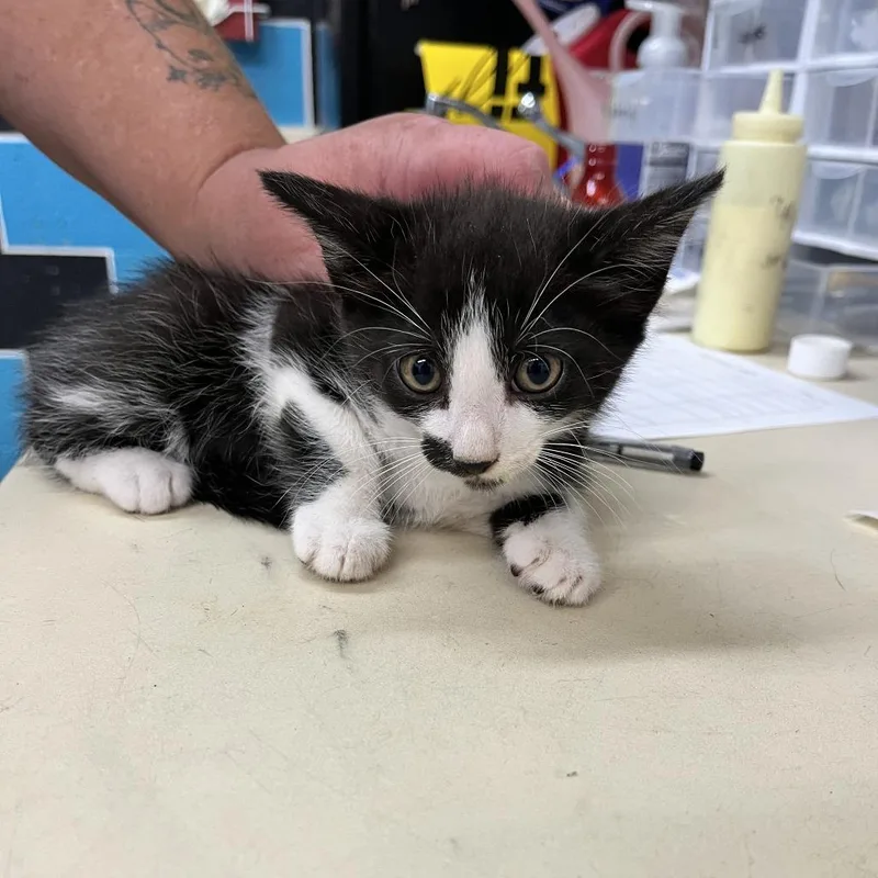 A baby small-sized male Domestic Short Hair cat named Cyrus for adoption in Ardmore, OK