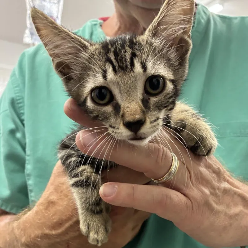 A baby small-sized male Brown / Chocolate Domestic Short Hair cat named Boba for adoption in Folsom, LA