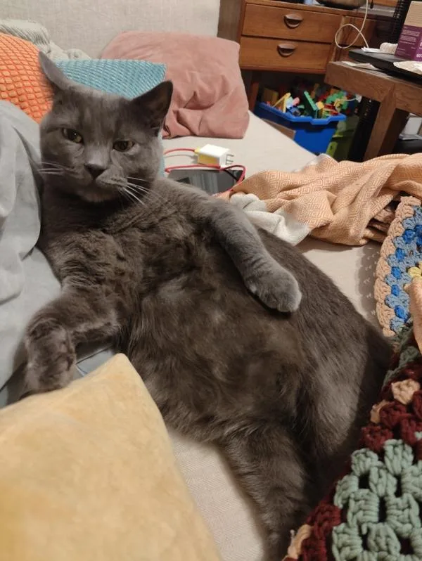 An adult large-sized male Domestic Short Hair cat named Seaweed for adoption in Ridgewood, NY