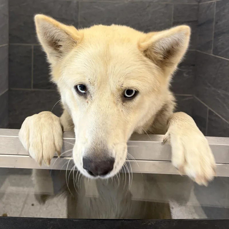 A young medium-sized female Husky dog named Luna for adoption in Cooperstown, NY