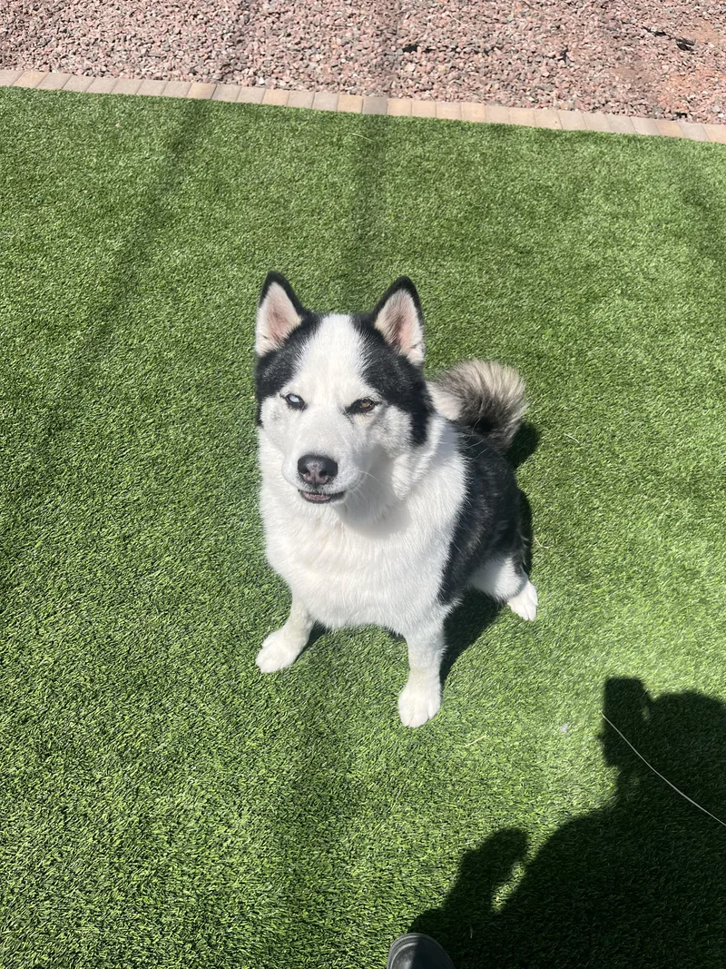 Rosko
