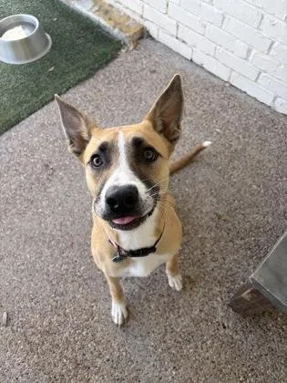 Lollipop thumbnail 2