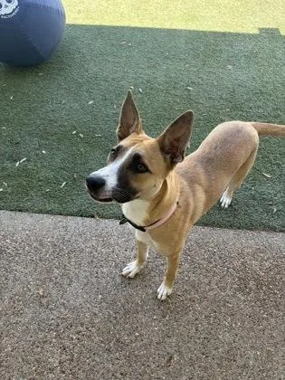 Lollipop thumbnail 3