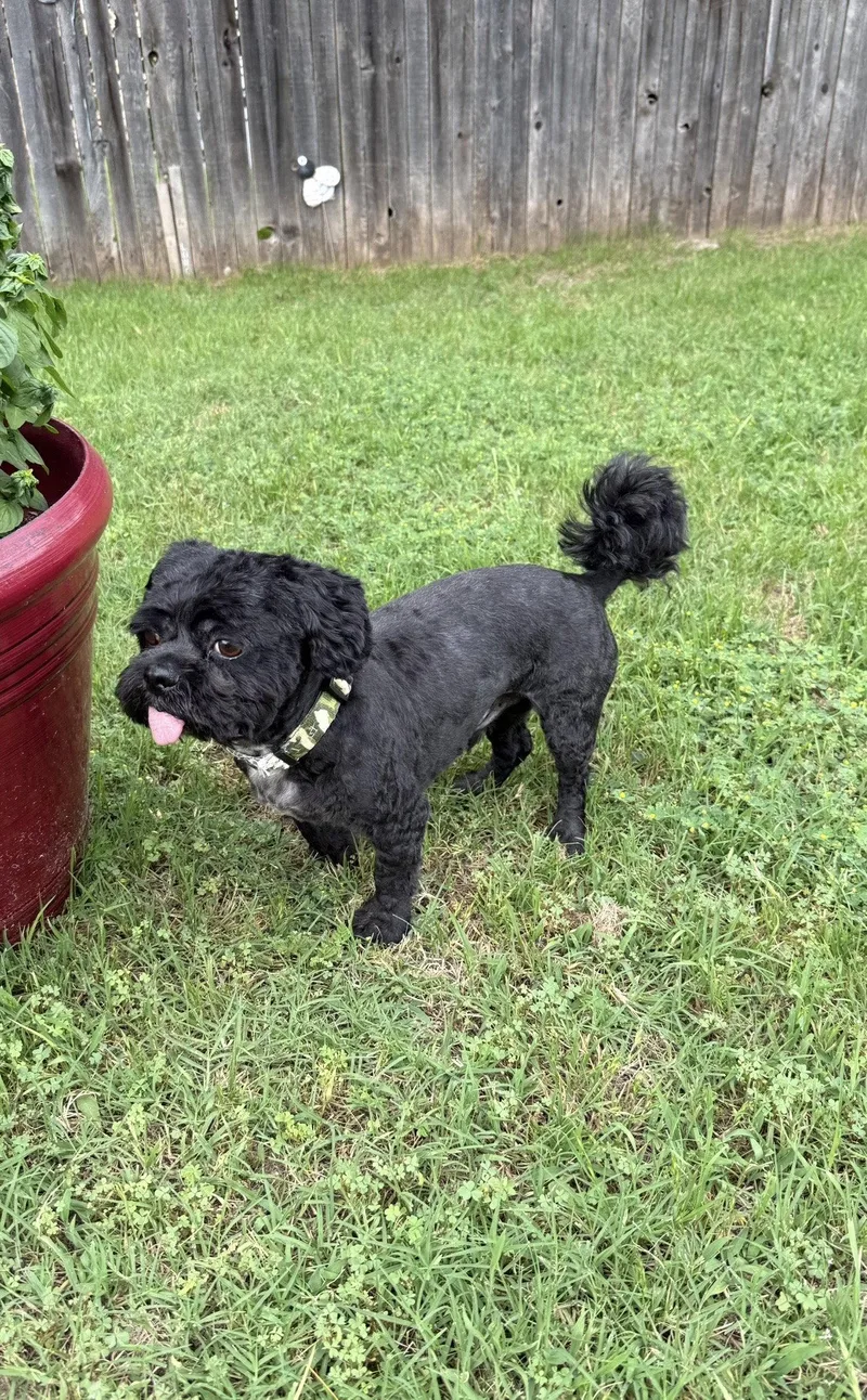 An adult small-sized male Shih Tzu dog named Max for adoption in Euless, TX