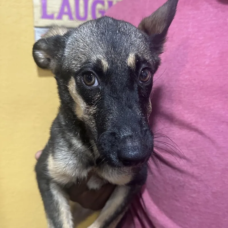 A baby medium-sized female German Shepherd Dog dog named Sage Local November for adoption in Brookshire, TX