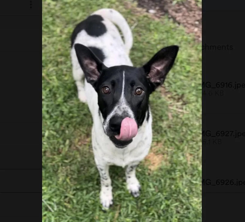 A young large-sized male Mixed Breed dog named Goose for adoption in Longview, TX