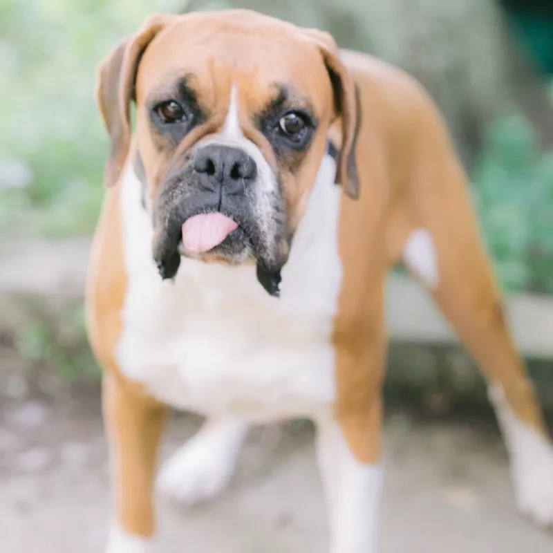 An adult medium-sized female Boxer dog named Starburst for adoption in Zionsville, IN