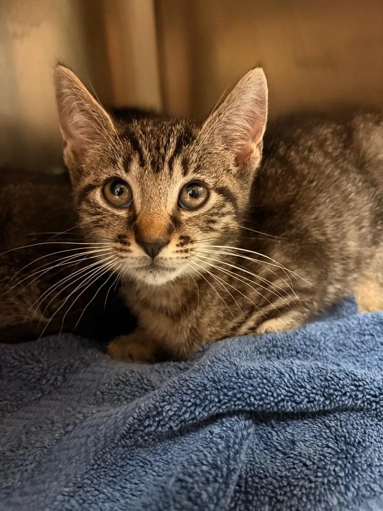 A baby large-sized male Domestic Short Hair cat named Jiggles for adoption in Detroit, MI
