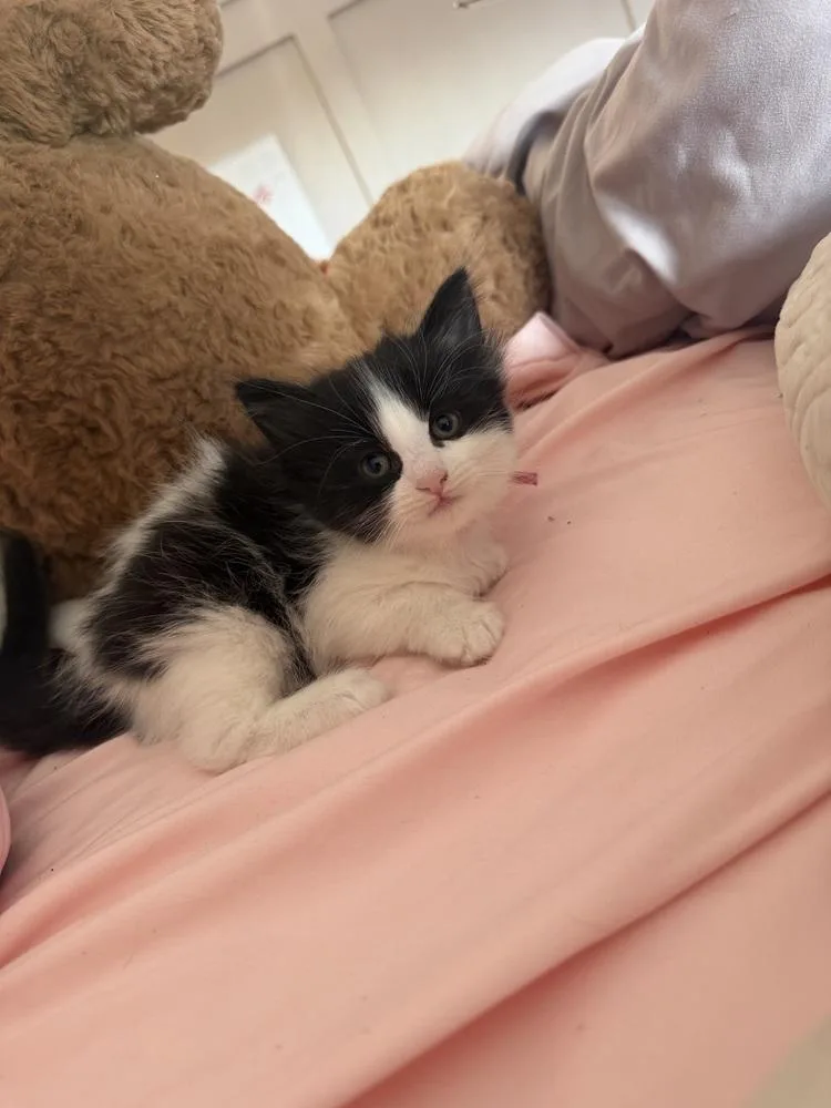 A baby medium-sized female Black & White / Tuxedo Domestic Short Hair cat named Chorizo for adoption in Clinton Township, MI
