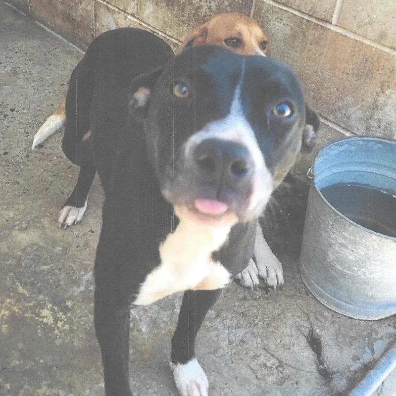 An adult medium-sized male Black Pit Bull Terrier dog named Joker for adoption in Dillon, SC
