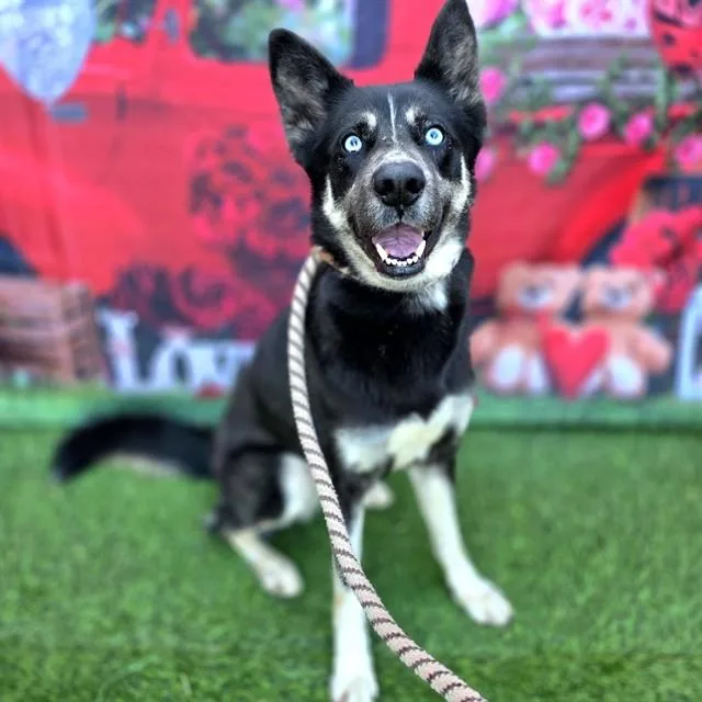 An adult medium-sized female Husky dog named Mia for adoption in Long Beach, CA