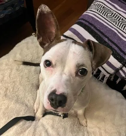 An adult medium-sized female Mixed Breed dog named Diamond for adoption in Atlanta, GA