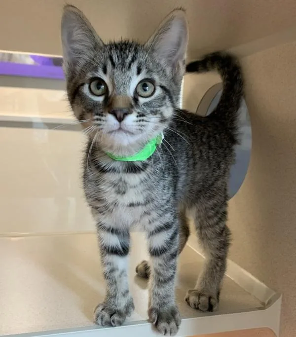 A baby small-sized male Domestic Short Hair cat named Ferb for adoption in Oakland, CA