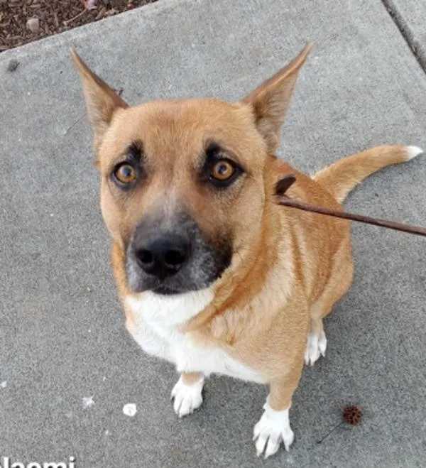 An adult medium-sized female German Shepherd Dog dog named Naomi for adoption in San Diego, CA