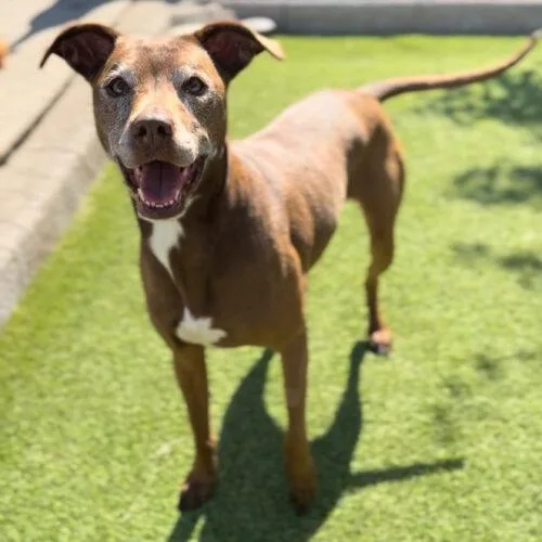 An adult medium-sized female Brown / Chocolate German Shorthaired Pointer dog named Cinder for adoption in Vancouver, WA