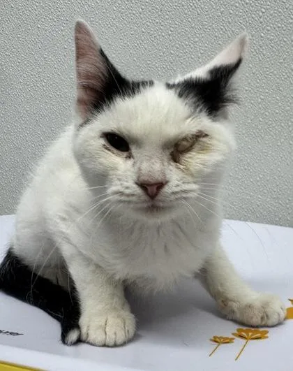 A baby small-sized male Domestic Short Hair cat named Bowtie for adoption in West Chester, PA