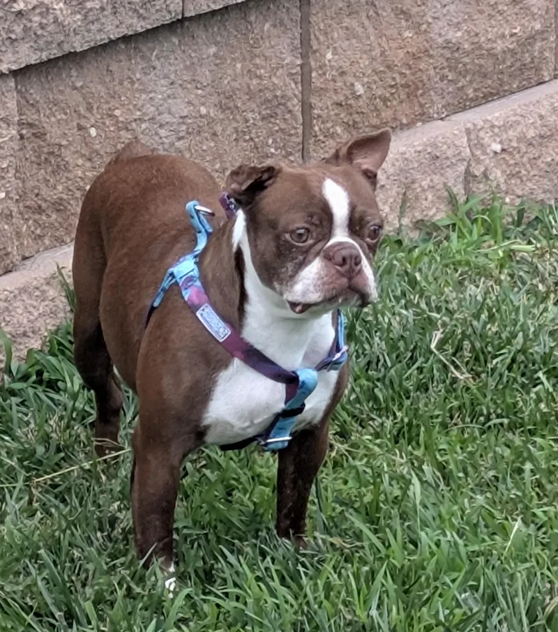 An adult small-sized female Black Boston Terrier dog named Kelsey in NE for adoption in Elkhorn, NE