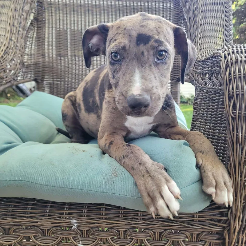 A baby large-sized male Catahoula Leopard Dog dog named Alfie for adoption in New London, WI