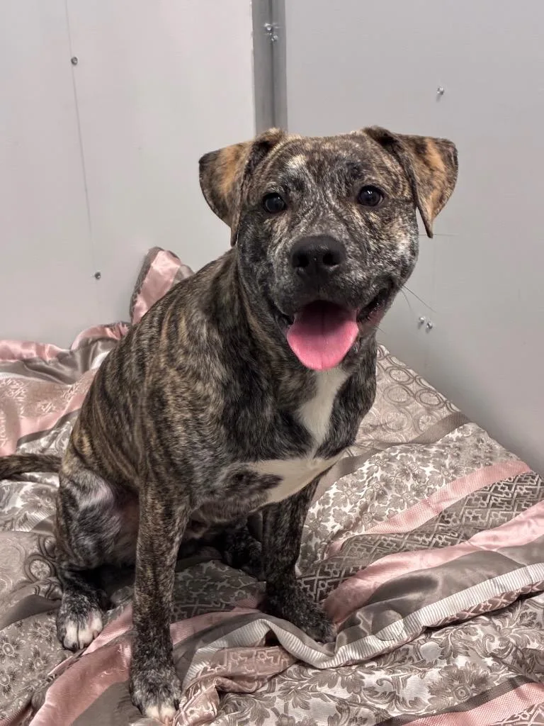 A baby medium-sized male Pit Bull Terrier dog named Bandit for adoption in Bloomington, IN