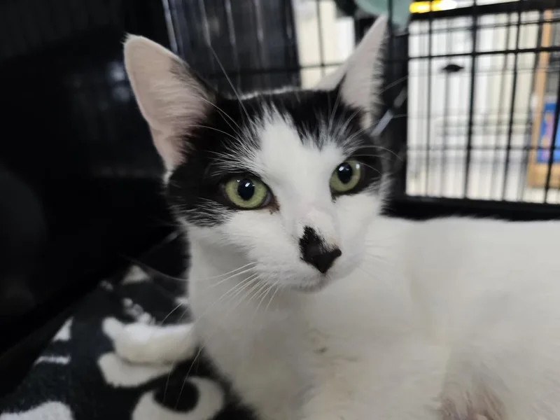 An adult medium-sized female Black & White / Tuxedo Domestic Medium Hair cat named Juliet for adoption in Southbury, CT