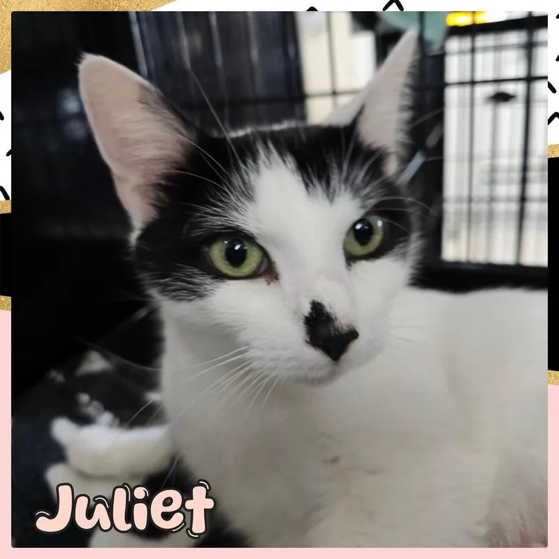 Juliet thumbnail 2
