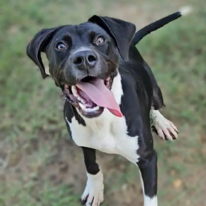 A young medium-sized male Labrador Retriever dog named Kyan for adoption in Leesburg, GA