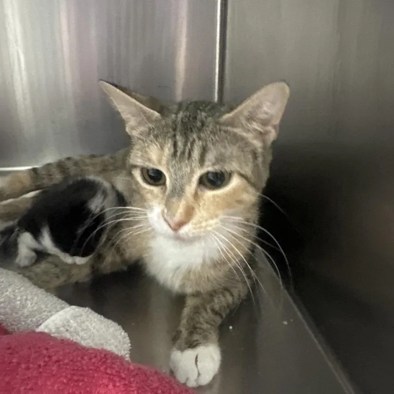 An adult medium-sized female Torbie Domestic Short Hair cat named Bear for adoption in Clinton, IL