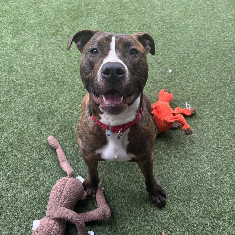 An adult large-sized male Brindle Mixed Breed dog named Pear for adoption in Asheville, NC