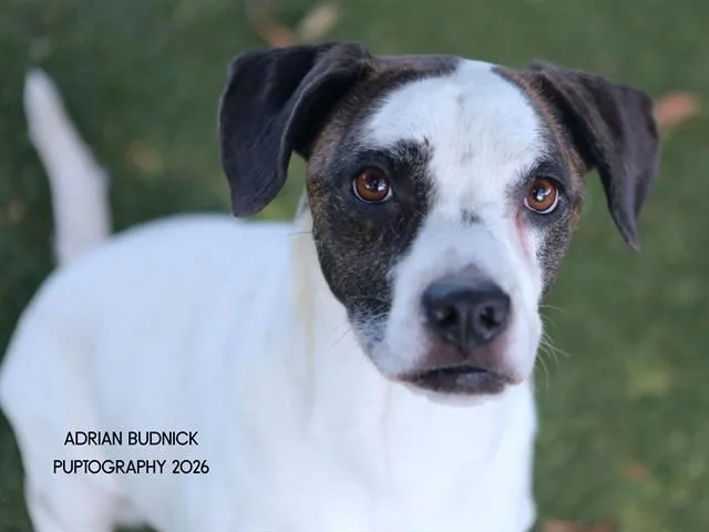 An adult medium-sized female Brown / Chocolate Mixed Breed dog named Carolyn for adoption in Nashville, TN