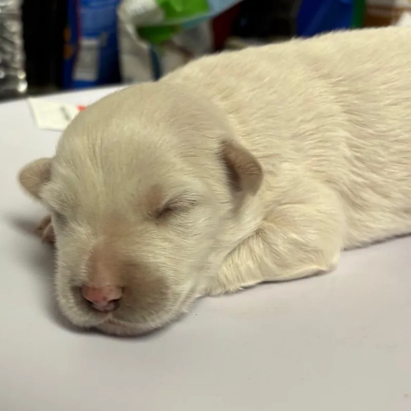 A baby small-sized female Yellow / Tan / Blond / Fawn Retriever dog named Jackie for adoption in Yuma, AZ