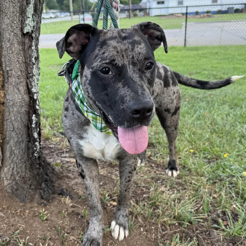 A young medium-sized female Merle (Blue) Catahoula Leopard Dog dog named Haven for adoption in Columbia, SC