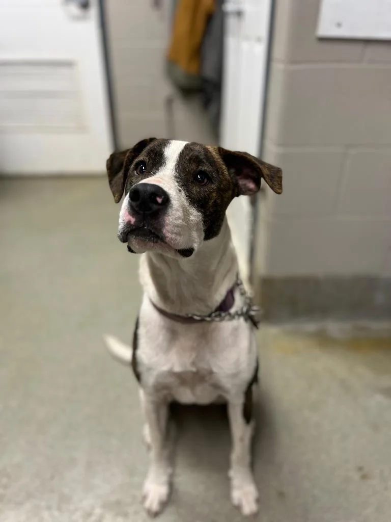 An adult large-sized female Pit Bull Terrier dog named Lilly for adoption in Hopkinsville, KY