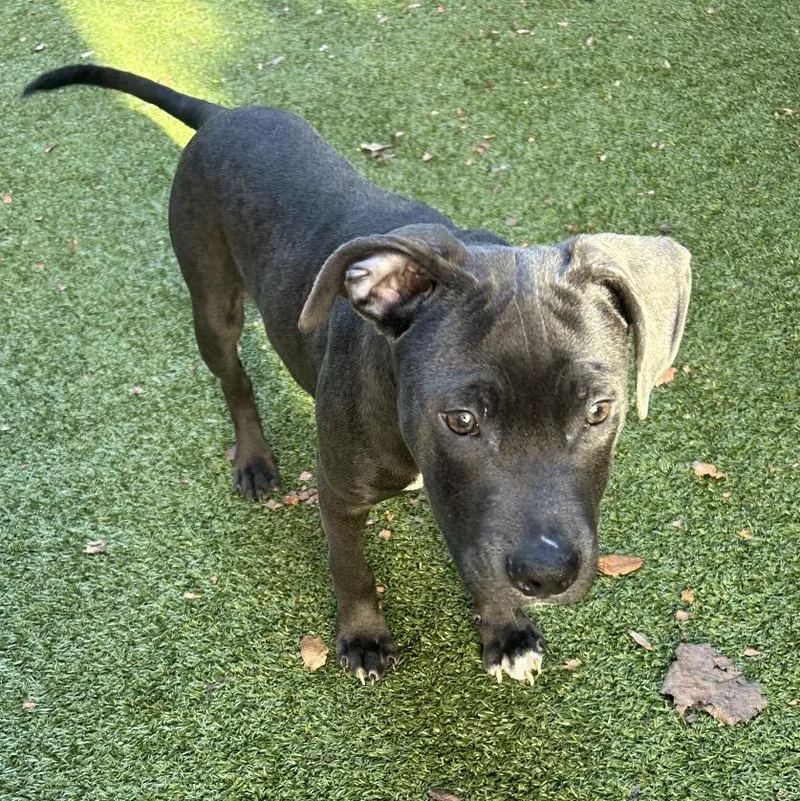 A young medium-sized male Gray / Blue / Silver Mixed Breed dog named Chicken Nugget for adoption in Greensboro, NC