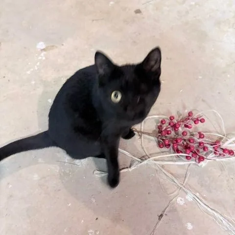 A baby medium-sized male Black Domestic Short Hair cat named Beans for adoption in Carneys Point, NJ