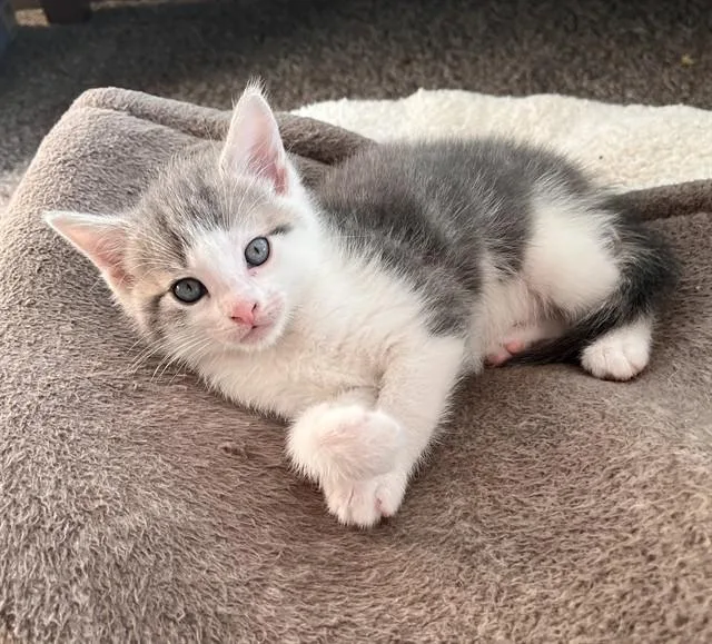 A baby small-sized male Domestic Short Hair cat named Lima for adoption in Ames, IA