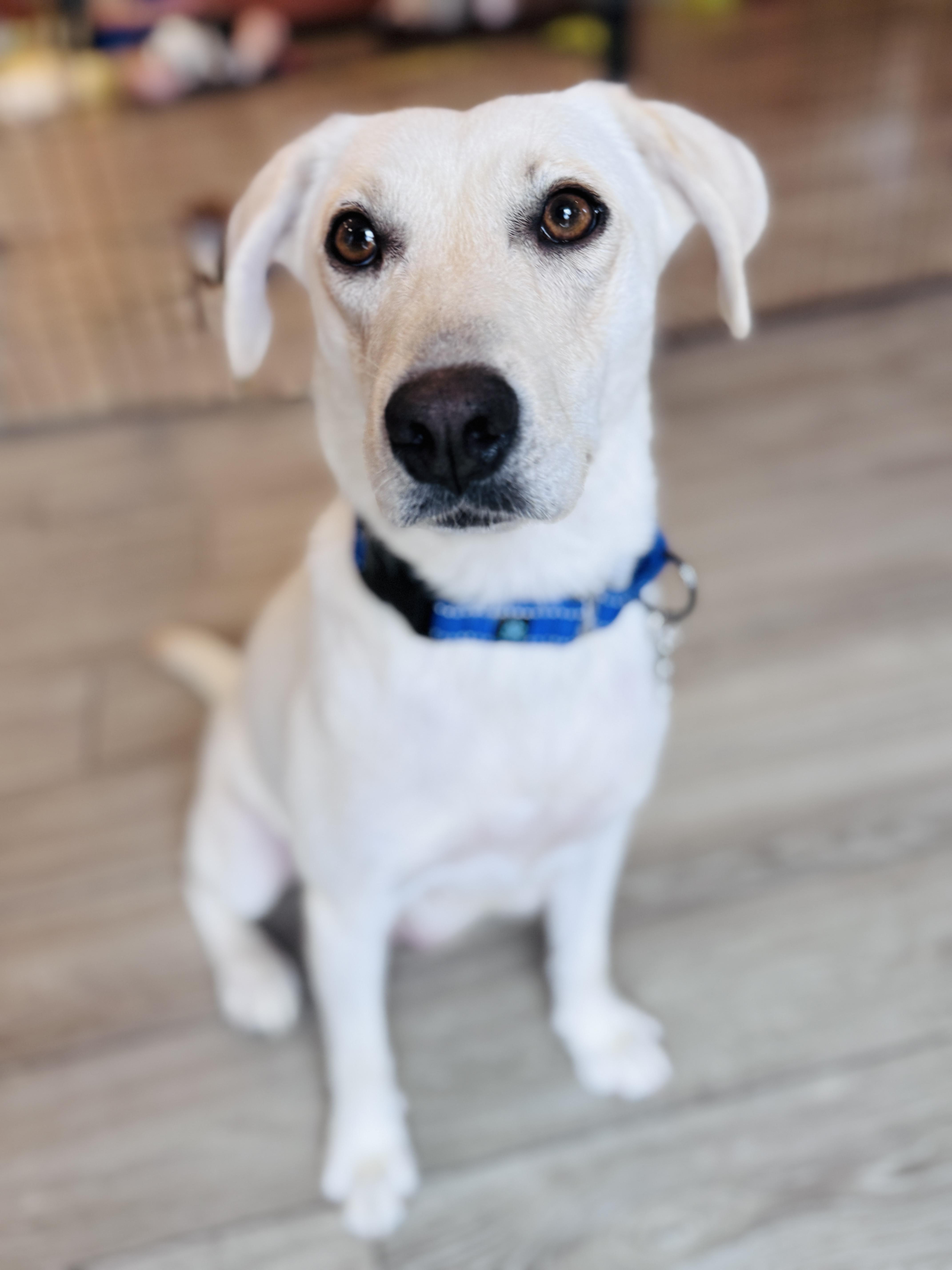Nilla