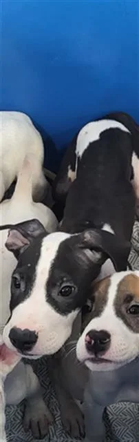 A baby large-sized male Mixed Breed dog named Red for adoption in Dallas, TX