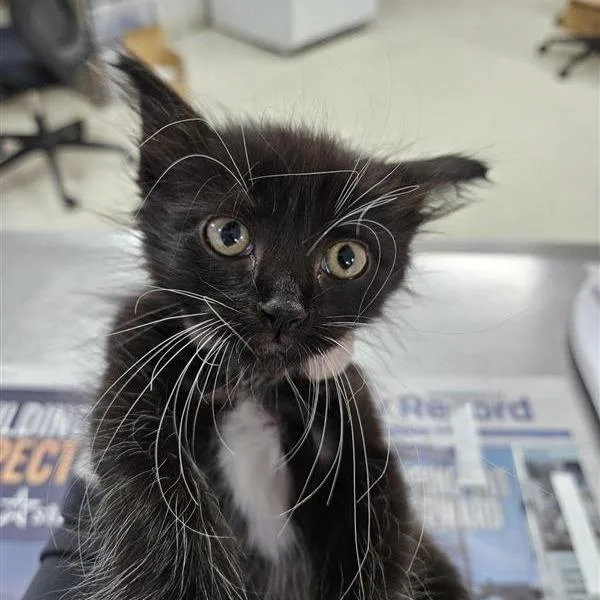 A baby small-sized male Black Domestic Short Hair cat named Acdc for adoption in Jacksonville, FL