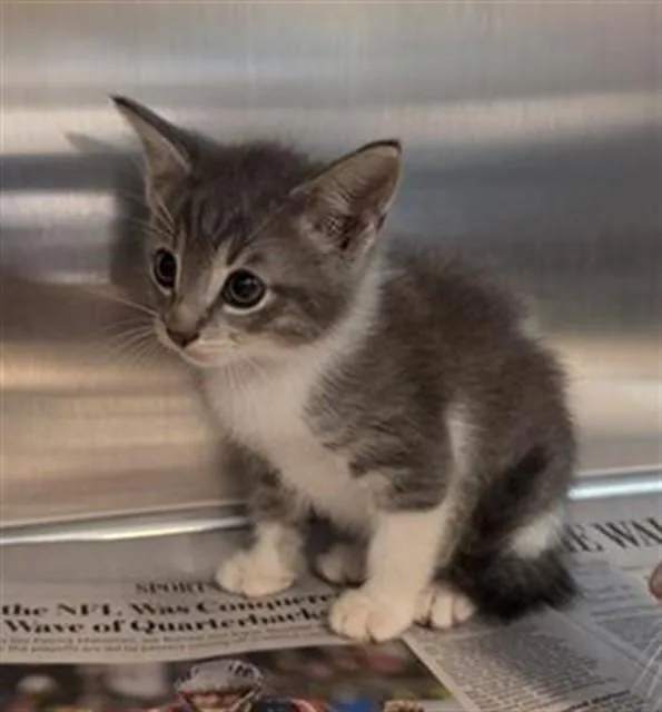 A baby medium-sized male Domestic Short Hair cat named Finn for adoption in Houston, TX