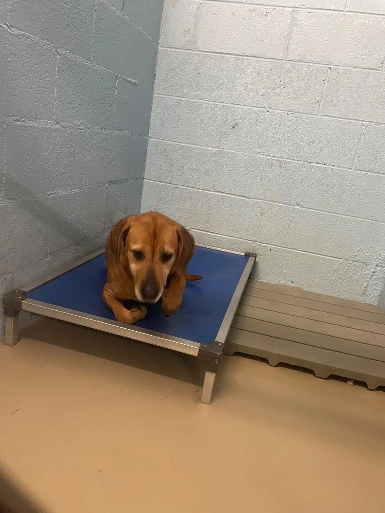 An adult large-sized female Hound dog named Shell for adoption in Blountville, TN