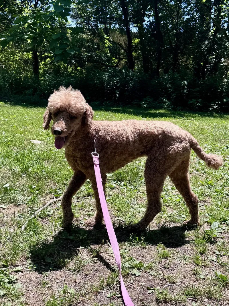 An adult small-sized female Poodle dog named Mia for adoption in Brick, NJ