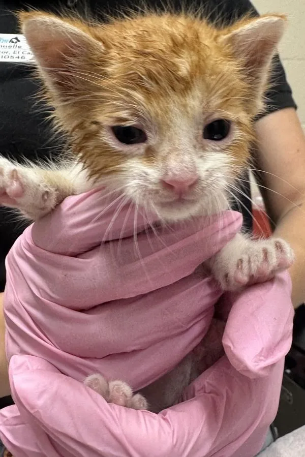 A baby small-sized male Domestic Short Hair cat named Megaphone for adoption in El Cajon, CA