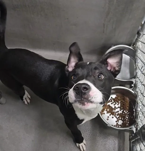 A young medium-sized male Boxer dog named Goober for adoption in Tallahassee, FL
