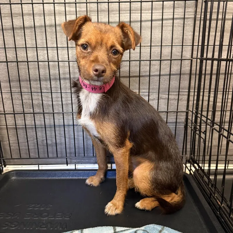 A young small-sized female Black Yorkshire Terrier dog named Lil Red for adoption in Madison, WI