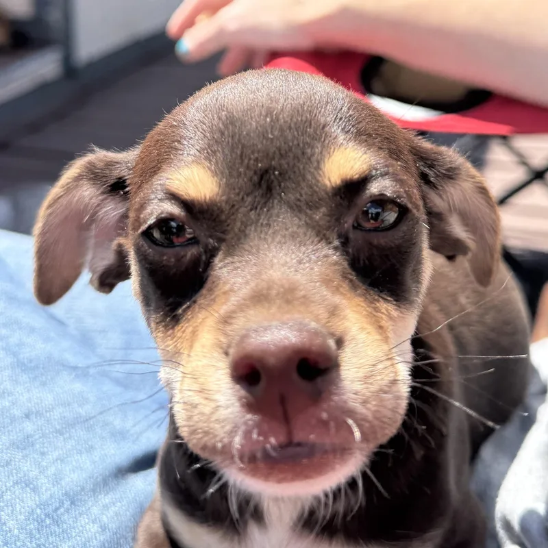 Ms. Itsy Bitsy Tootsie