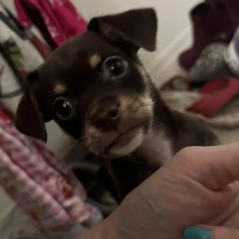 Ms. Itsy Bitsy Tootsie thumbnail 2